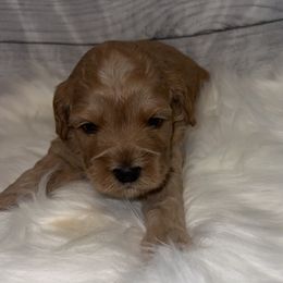 Girl 3 - Red female Cockapoo puppy in Colorado from Garrett Doodles