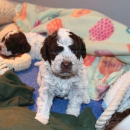Lagotto Romagnolo Puppies from Royal and Loyal Lagotto Romagnolo