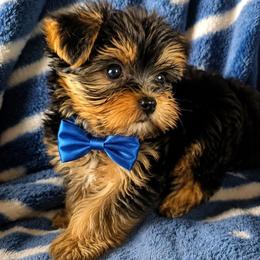 Yorkshire Terrier Puppies from HelloBeautifulYorkies