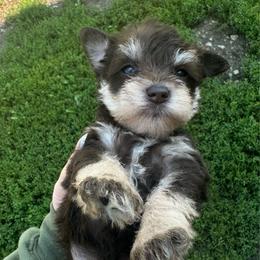 Boy 1 - Liver male Miniature Schnauzer puppy in West Point, Nebraska from Canyon Rose Schnauzers