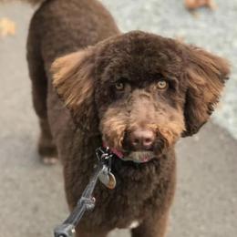 Pudding  - Goldendoodle