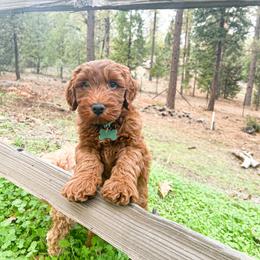 Goldendoodle Puppies from Lundee Doodles