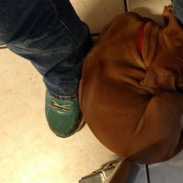 Rhodesian Ridgeback Puppies from Fawn Millette