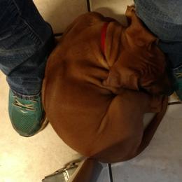 Rhodesian Ridgeback Puppies from Fawn Millette