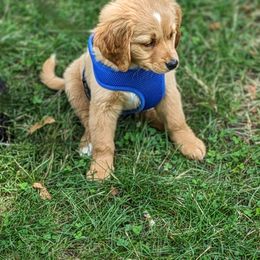 Bernedoodle Puppies from Puppies by Piper