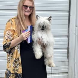 Jelly been - Chinese Crested