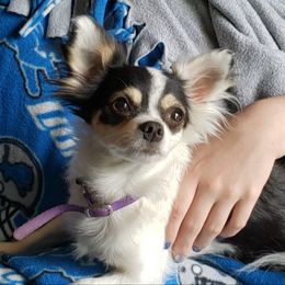 Yoshi - Chihuahua