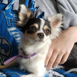 Yoshi - Chihuahua