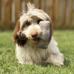 Bonie - Dachshund
