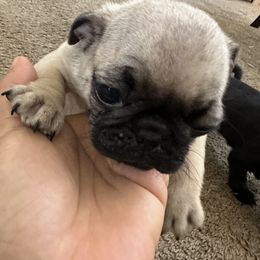 French Bulldog and Pug Puppies from Frankspugs72