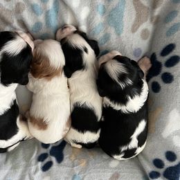 Cavalier King Charles Spaniel Puppies from Small Town Cavaliers