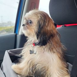 Ollie - Shih Tzu