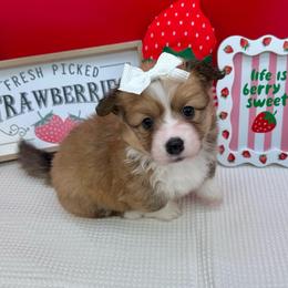 Fluffy- Poppy - Red and white female American Corgi puppy in Waskom, Texas from Piney Woods Corgis