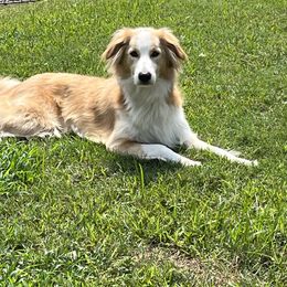 English Shepherd All Grown Up from Goodwin Heritage Homestead