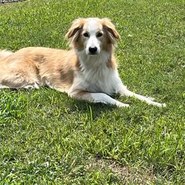 English Shepherd All Grown Up from Goodwin Heritage Homestead