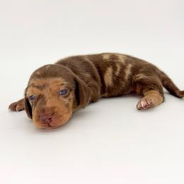 Latte - Dapple female Dachshund puppy in Waddell, Arizona from Neu Doxies