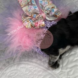 Shih Tzu Puppies from Shurbeez Shih Tzu