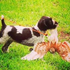 German Wirehaired Pointer Puppies from RipTide Kennels