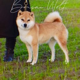 Yumi - Shiba Inu
