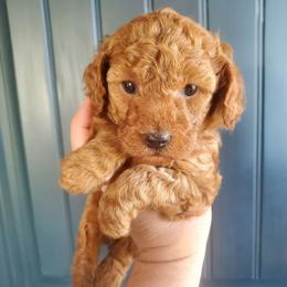 Tank -Dark Red Mini Poodle - Red  male Poodle puppy in Falcon, Missouri from Cedar House Heritage Poodles | AKC Toy & Miniature Poodle Puppies Raised in Home