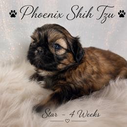 Star - Gold female Shih Tzu puppy in Hayden, Idaho from Phoenix Shih Tzu
