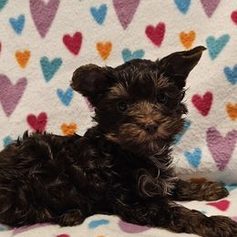 Hershey - Liver male Yorkshire Terrier puppy in Dayton, Ohio from Precious Yorkie Babies