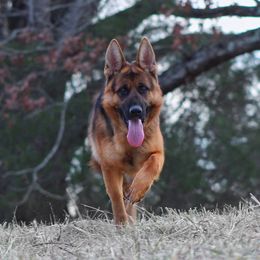 German Shepherd All Grown Up from Haus Wesmiller