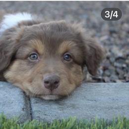 Blitzen - Red tri-color male Australian Shepherd puppy in San Tan Valley, Arizona from FaithsAussies