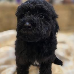 Princess Rosalina - Black female Goldendoodle puppy in Tucson, Arizona from Adored Poodle & Doodles