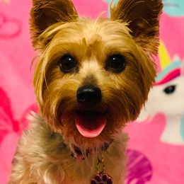 Yorkshire Terriers from Sweet Yorkie Love
