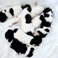 Goldendoodle Puppies from Honey's Bunches