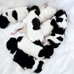 Goldendoodle Puppies from Honey's Bunches