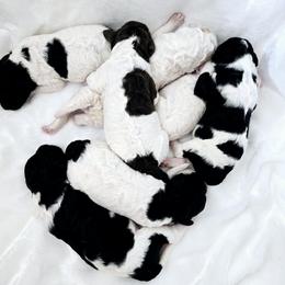 Goldendoodle Puppies from Honey's Bunches