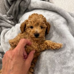 Yogi - Apricot male Poodle puppy in Queen Creek, Arizona from Prestigious Toy Poodles