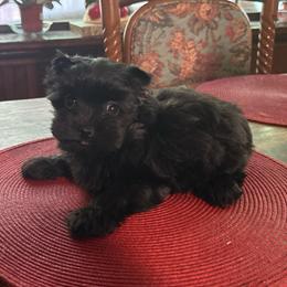 Panther - Black and tan male Yorkshire Terrier puppy in Georgia from Berggipfel Yorkies
