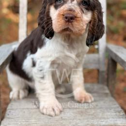 English Springer Spaniel Puppies from Willow Creek Farms