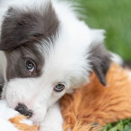 Border Collie Puppies from High Point Border Collies
