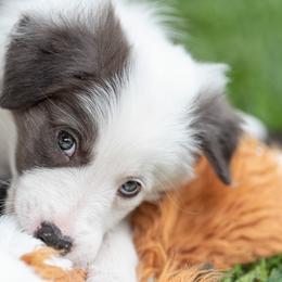Border Collie Puppies from High Point Border Collies