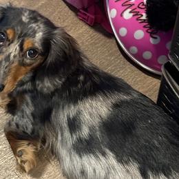 Biscuit - Dachshund