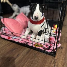 Bull Terrier Puppies from Lynn Hill Bull Terriers