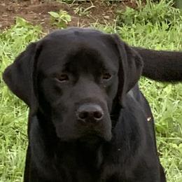 Jimmy - Labrador Retriever