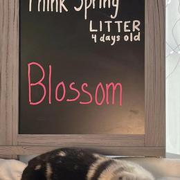 Girl 2 - Blue merle Australian Shepherd puppy in Gowen, Michigan from XA AUSTRALIAN SHEPHERDS