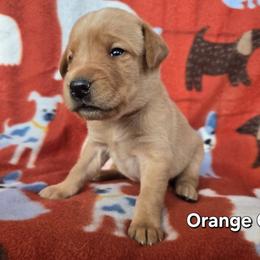 Girl 4 - Yellow female Labrador Retriever puppy in Potosi, Wisconsin from Point and Flush Gun Dogs