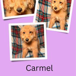 Carmel - Apricot female Goldendoodle puppy in Bluefield, Virginia from Love on a Leash