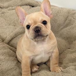 Tater - Cream male French Bulldog puppy in Newport, Oregon from Blue Coast Bulldogs