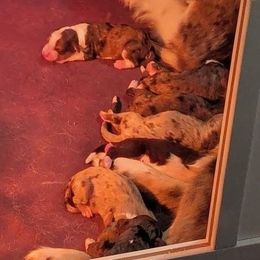 Aussiedoodle puppies from Ridgeview Aussiedoodles