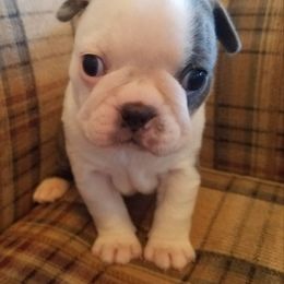 Boston Terrier and French Bulldog Puppies from Willis Family Bostons