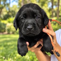 Amen - Black male Labrador Retriever puppy in Baldwin City, Kansas from Hedge Lane Labradors