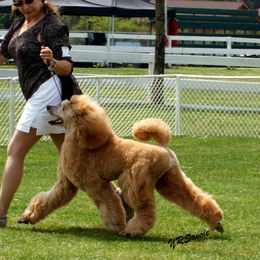 Poodles from Celebrity Red Standards