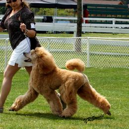 Poodles from Celebrity Red Standards